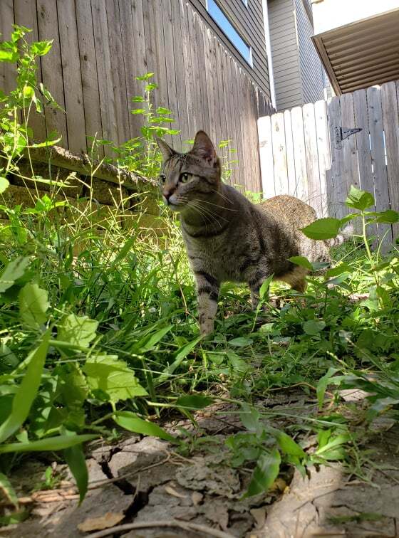 Chelsea, an adoptable Domestic Medium Hair, Torbie in Houston, TX, 77020 | Photo Image 5