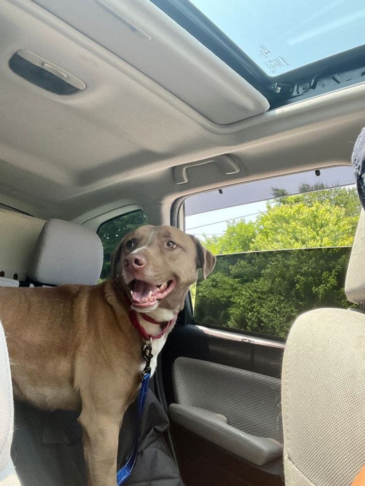 Dog for adoption - Reef, a Pit Bull Terrier & Chesapeake Bay Retriever ...