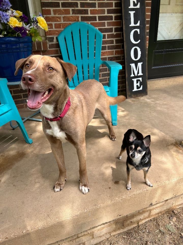 Dog for adoption Reef a Chesapeake Bay Retriever Pit Bull