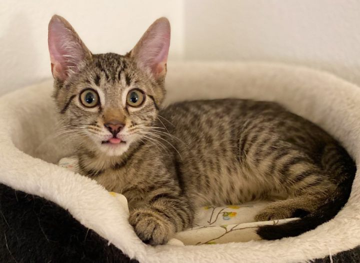 Alvin, an adoptable Tabby & Domestic Short Hair Mix in Springfield, OR_image-3