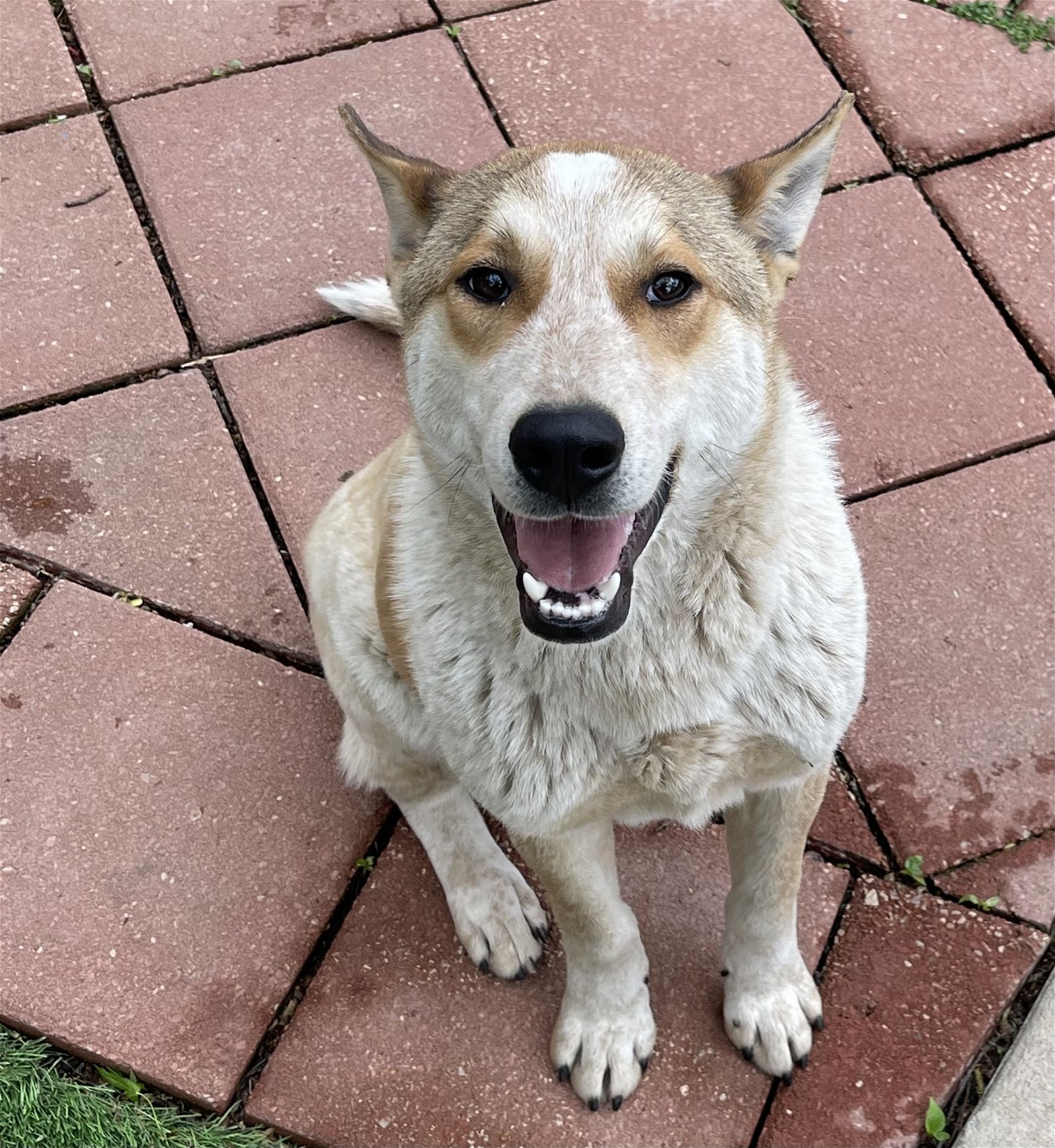 Mickey, an adoptable Australian Shepherd in Leavenworth, KS, 66048 | Photo Image 1