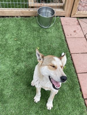 Mickey, Adult Male Australian Shepherd