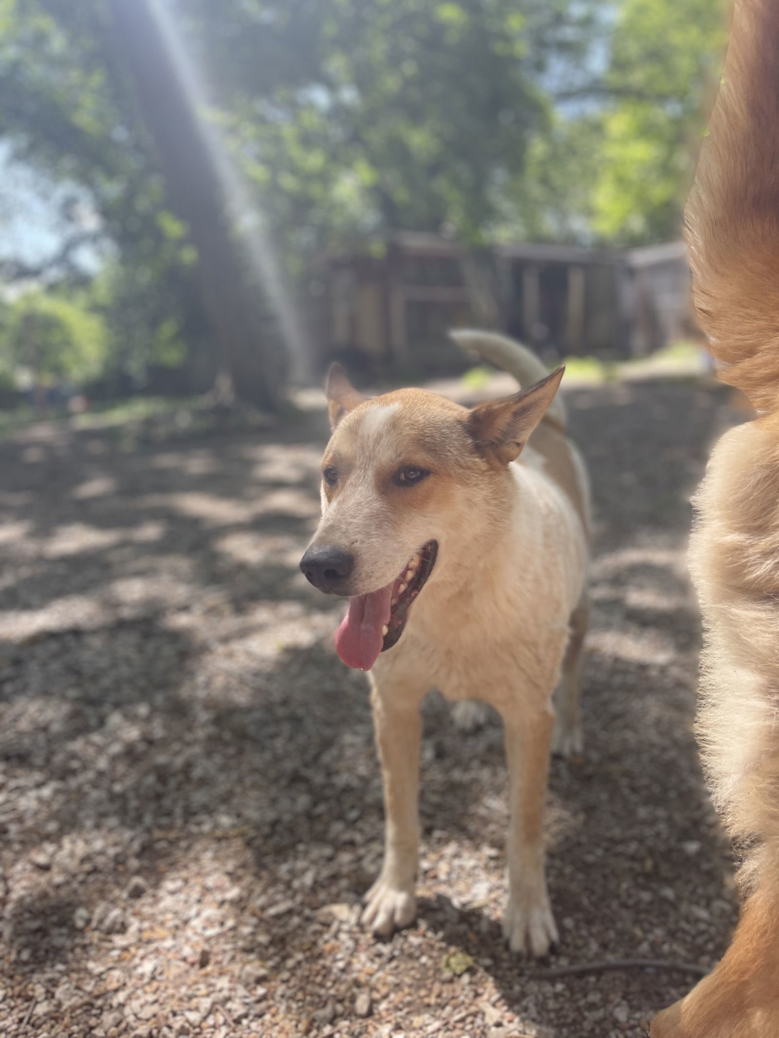 Mickey, an adoptable Australian Shepherd in Leavenworth, KS, 66048 | Photo Image 3