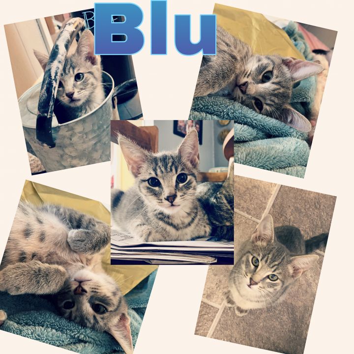 Blu 1