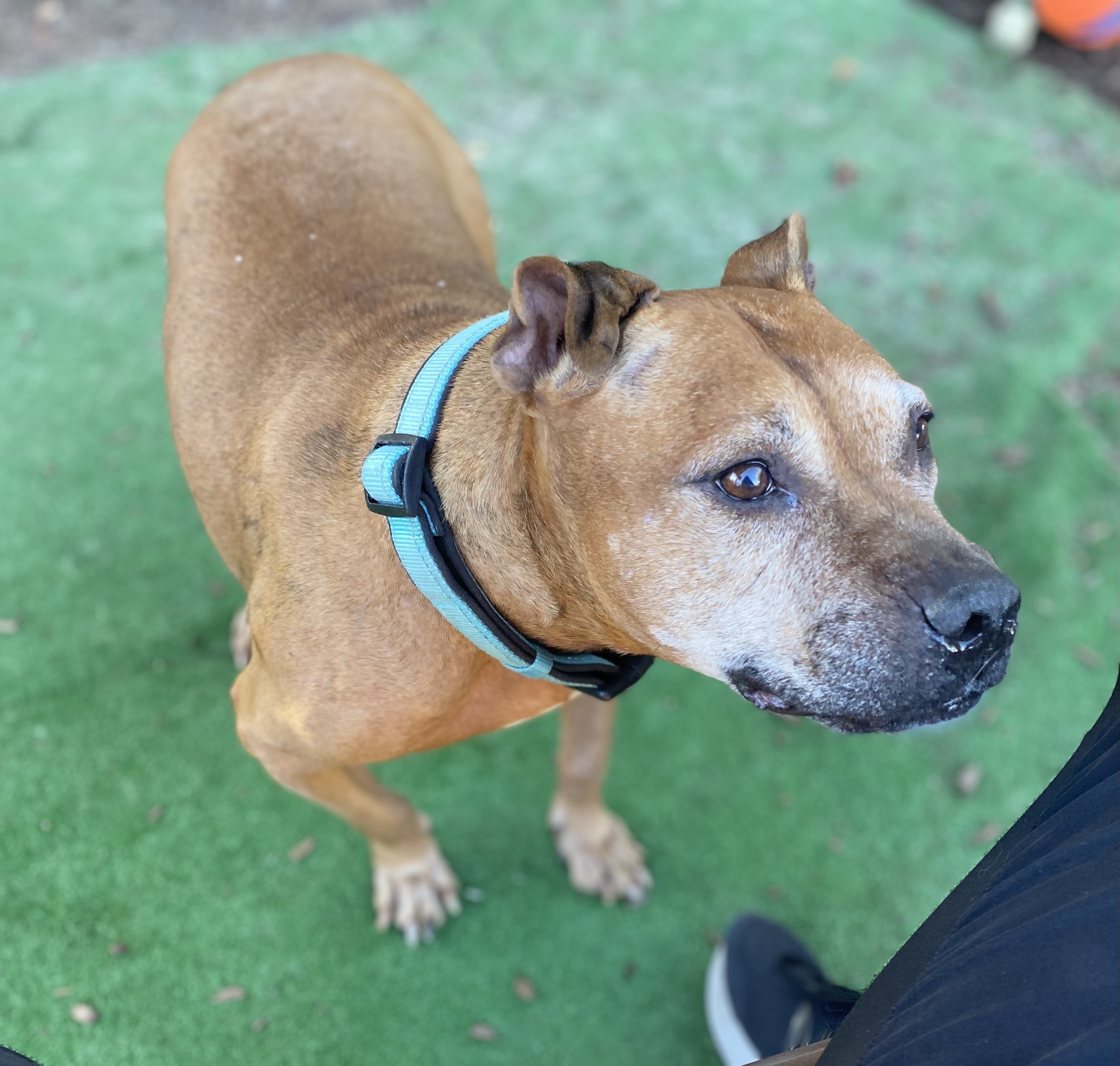 Nana, an adoptable Mixed Breed in San Francisco, CA, 94110 | Photo Image 3