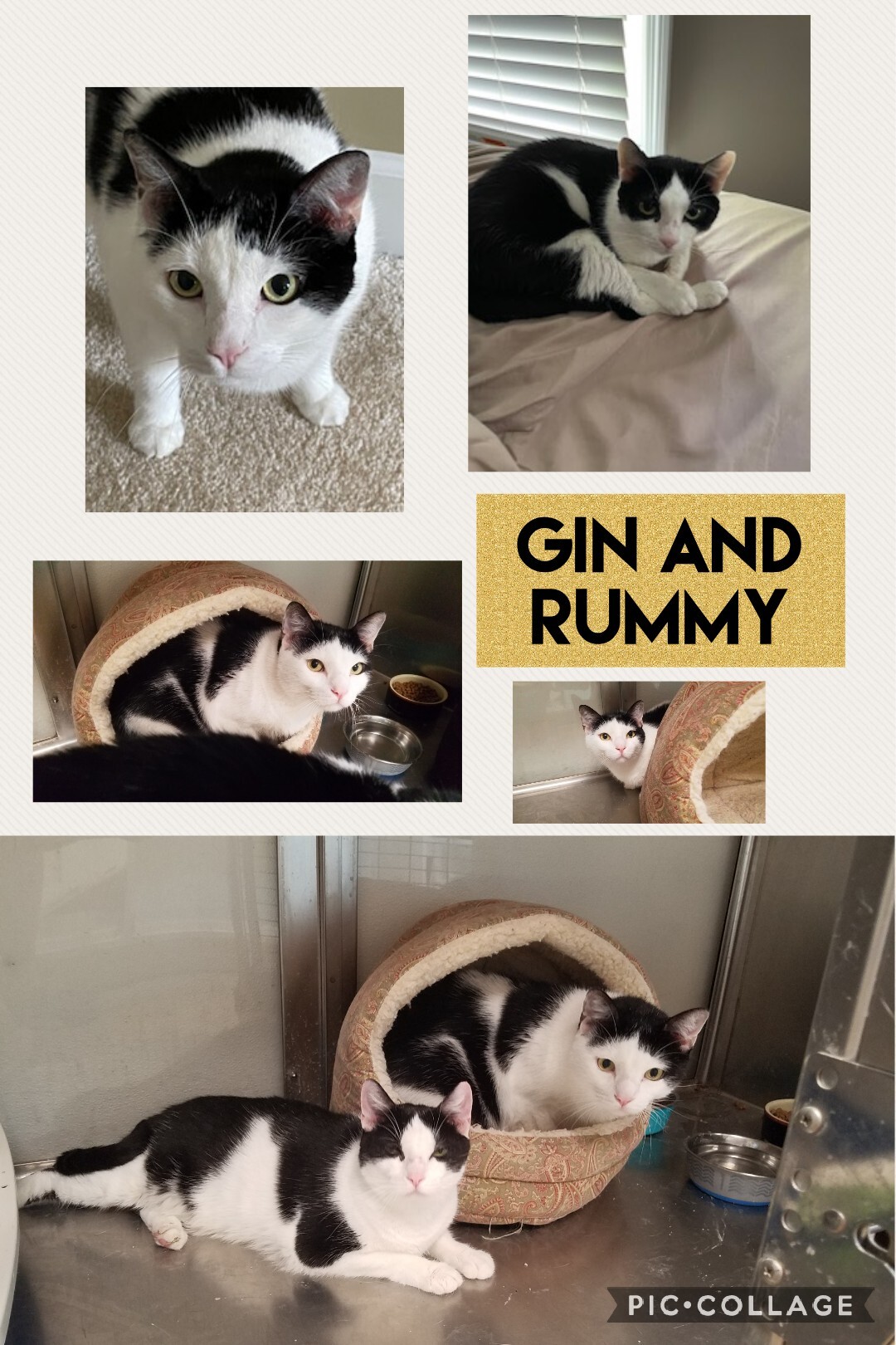 Gin And Rummy detail page