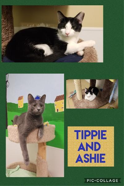 Tippie And Ashie detail page