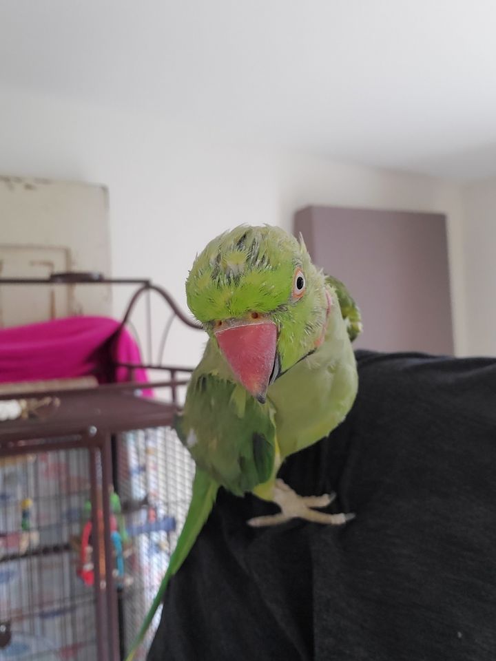 Kiwi, an adopted Parrot (Other) in North Babylon, NY_image-1