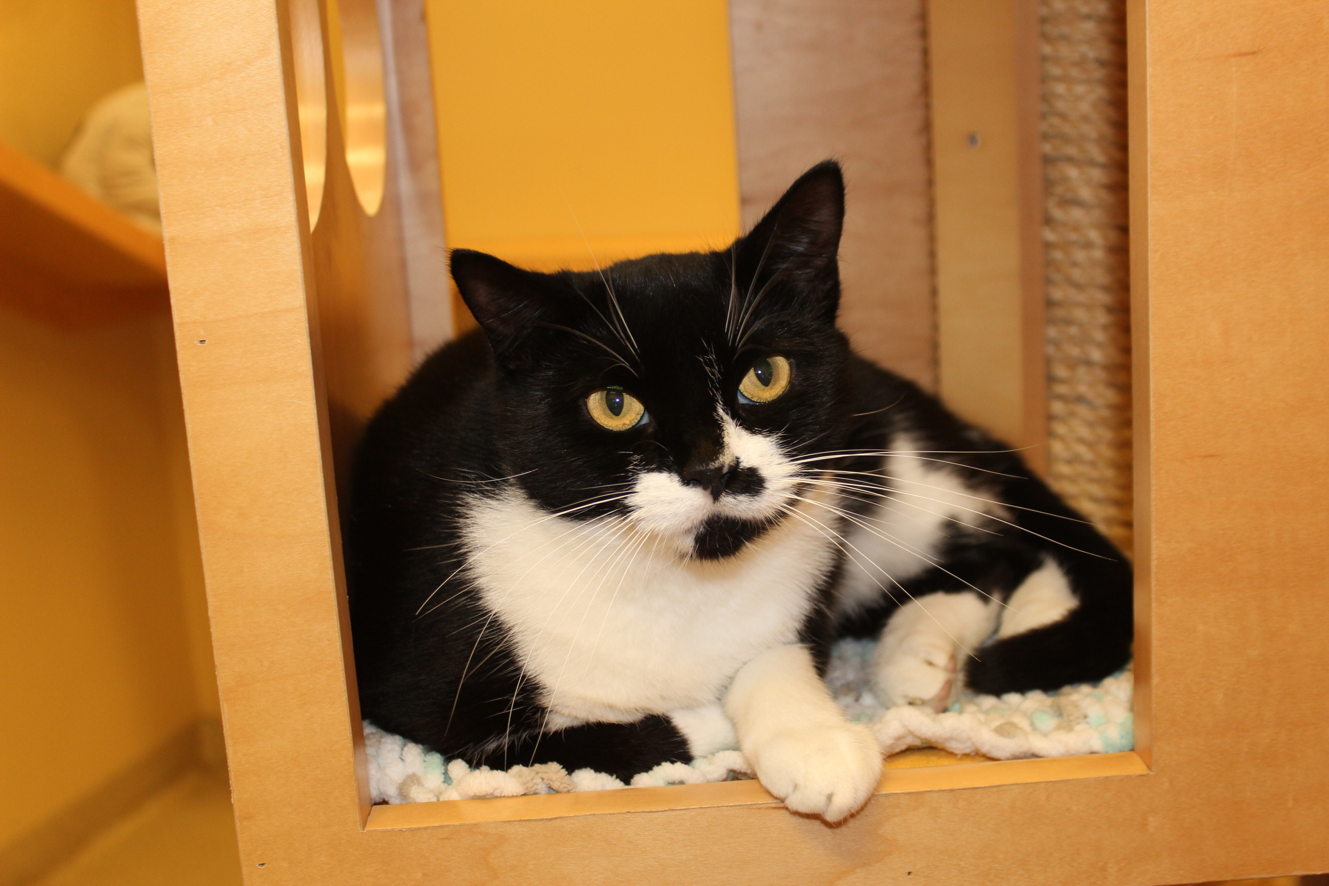 MOU, an adoptable Domestic Short Hair in Bristol, RI, 02809 | Photo Image 4