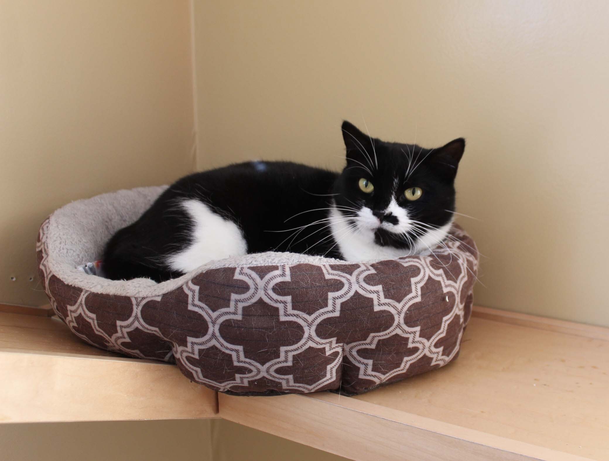 MOU, an adoptable Domestic Short Hair in Bristol, RI, 02809 | Photo Image 1