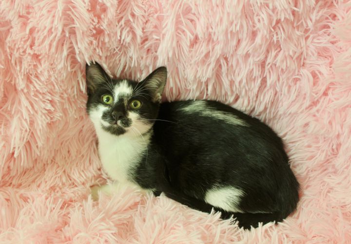 Purrfect Puffin 6
