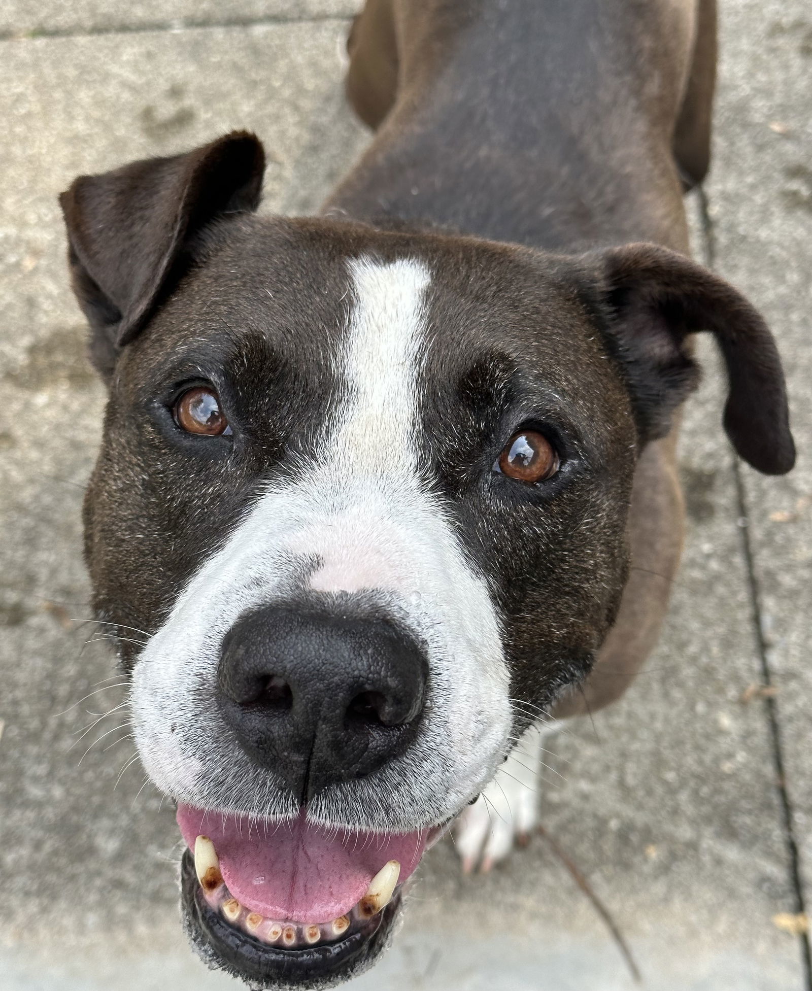 Pascal Clayton, an adoptable American Staffordshire Terrier, Pit Bull Terrier in Rockaway, NJ, 07866 | Photo Image 1