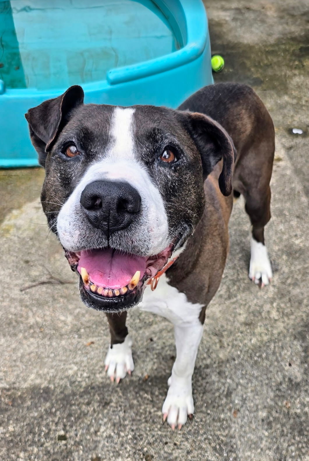 Pascal Clayton, an adoptable American Staffordshire Terrier, Pit Bull Terrier in Rockaway, NJ, 07866 | Photo Image 1