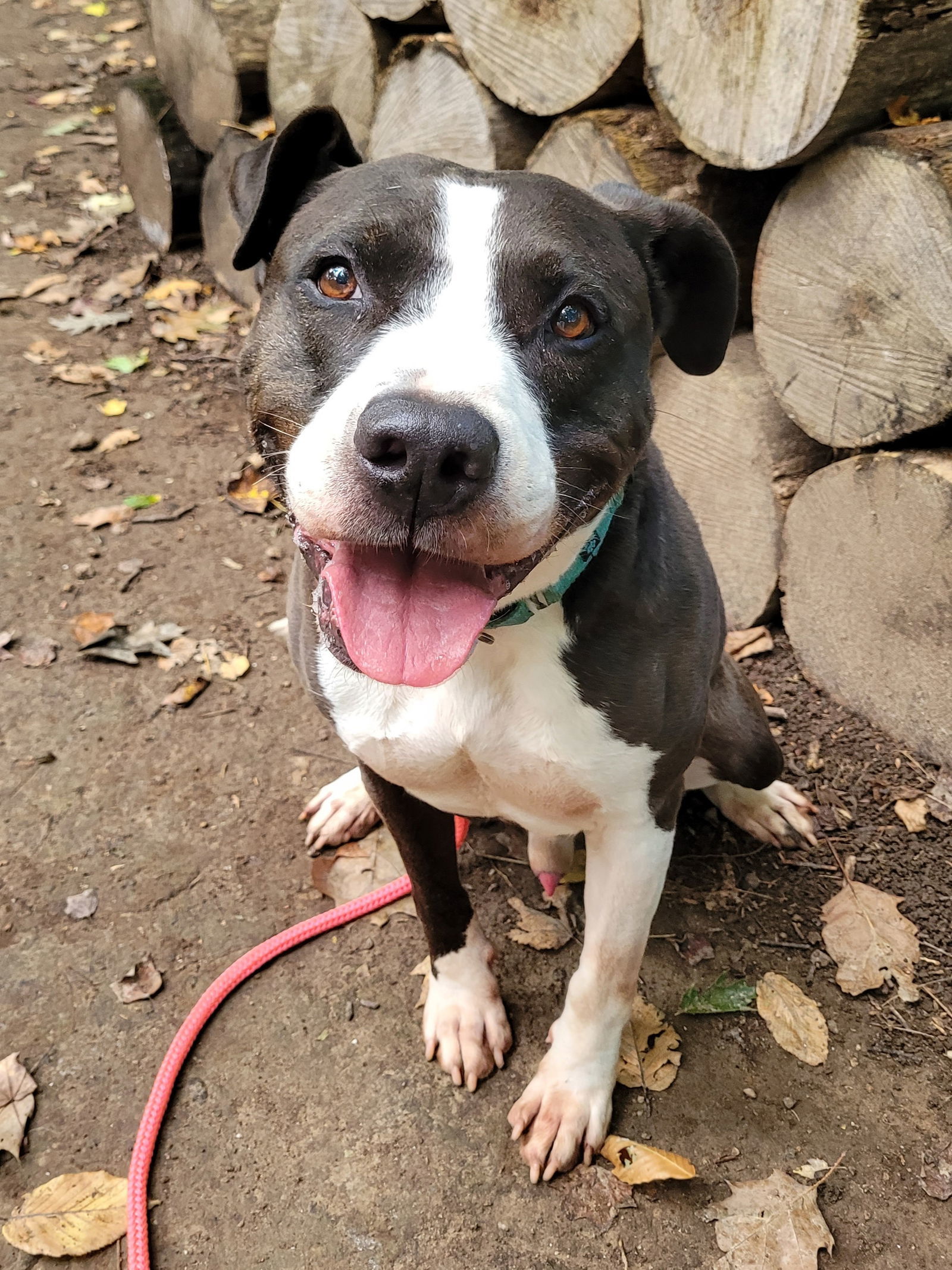Pascal Clayton, an adoptable American Staffordshire Terrier, Pit Bull Terrier in Rockaway, NJ, 07866 | Photo Image 2