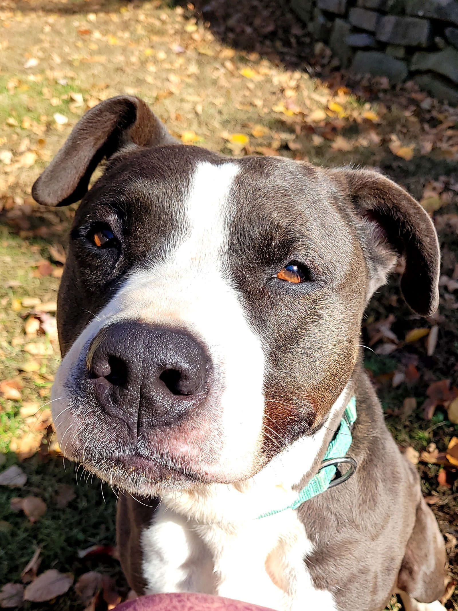 Pascal Clayton, an adoptable American Staffordshire Terrier, Pit Bull Terrier in Rockaway, NJ, 07866 | Photo Image 3
