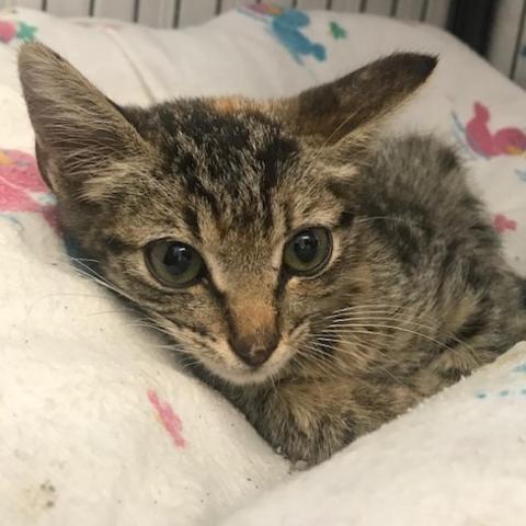 Flower, an adoptable Domestic Short Hair in Folsom, LA, 70437 | Photo Image 1