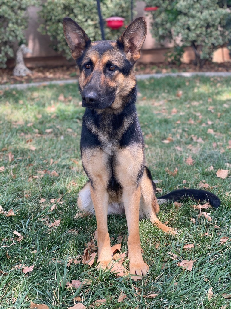 Sheeba , an adoptable German Shepherd Dog in Shingle Springs, CA, 95682 | Photo Image 2