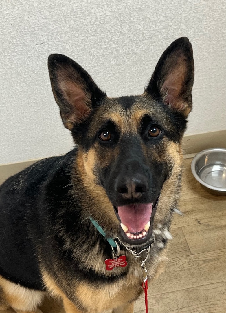 Sheeba , an adoptable German Shepherd Dog in Shingle Springs, CA, 95682 | Photo Image 1