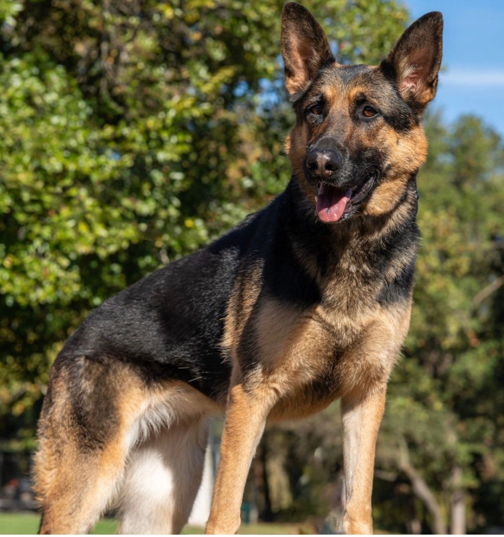 Sheeba , an adoptable German Shepherd Dog in Shingle Springs, CA, 95682 | Photo Image 3