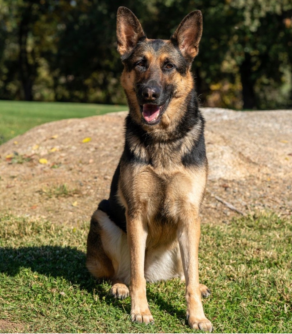 Sheeba , an adoptable German Shepherd Dog in Shingle Springs, CA, 95682 | Photo Image 4