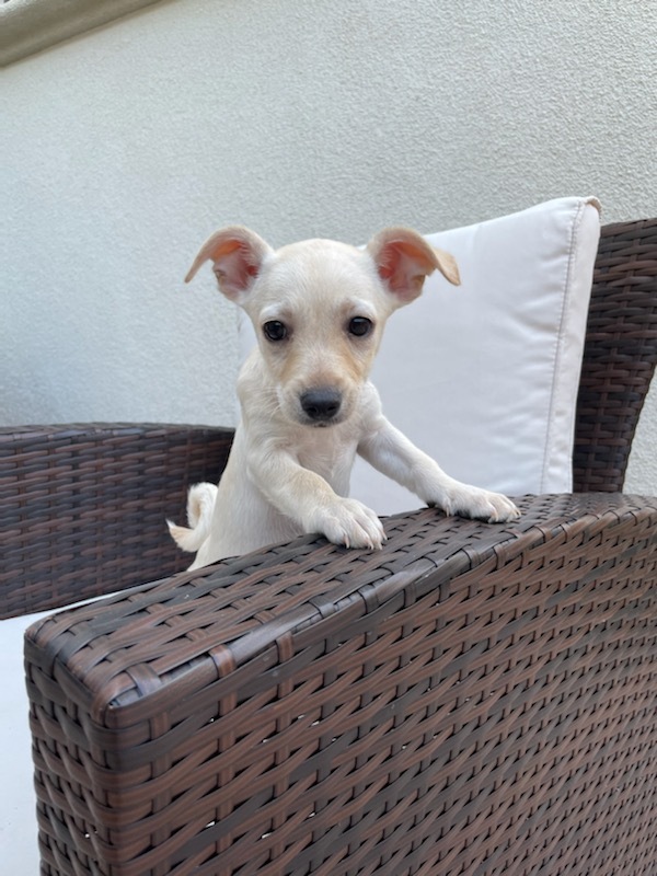 Sola, an adopted Terrier & Chihuahua Mix in San Diego, CA_image-2