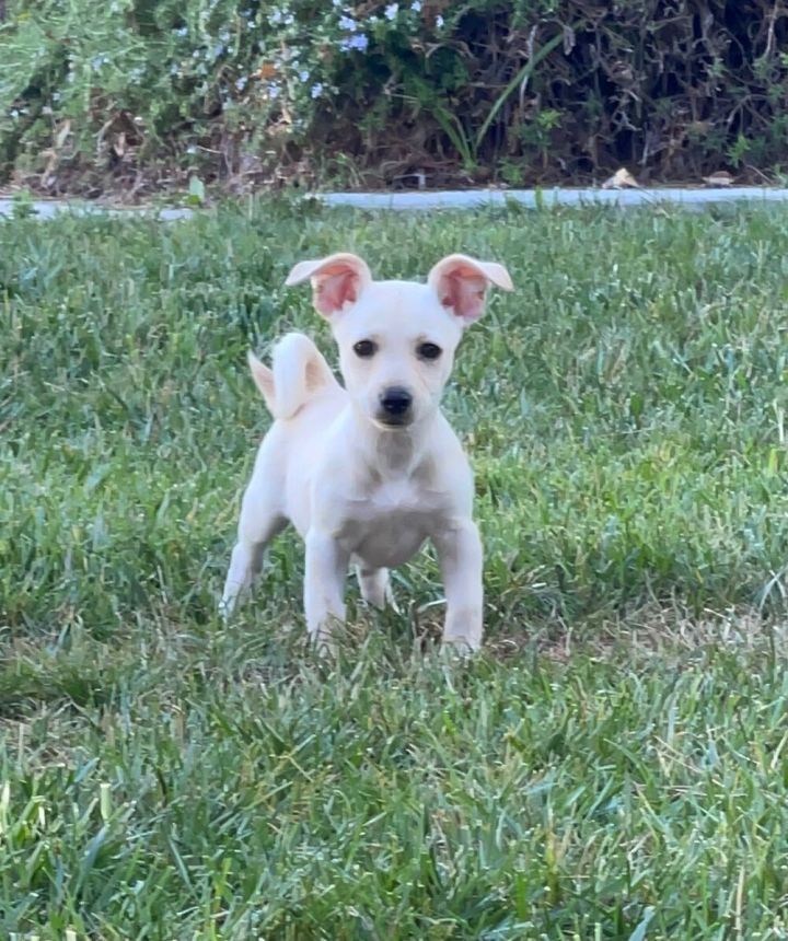 Sola, an adopted Terrier & Chihuahua Mix in San Diego, CA_image-1
