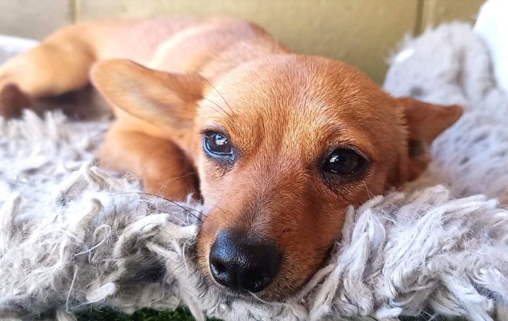 Piddy, an adopted Terrier & Dachshund Mix in San Diego, CA_image-1