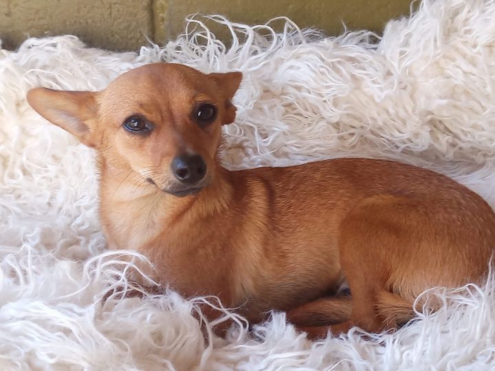 Piddy, an adopted Terrier & Dachshund Mix in San Diego, CA_image-3