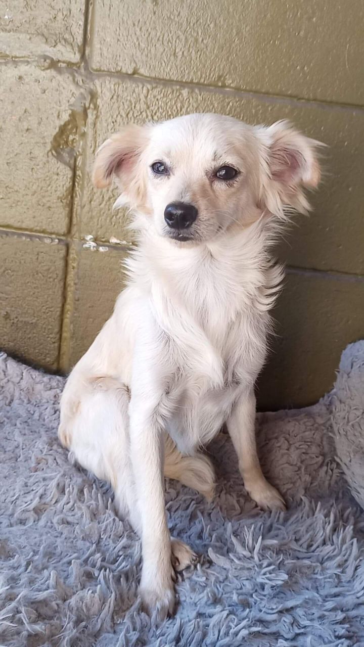 Boris, an adopted Spaniel Mix in San Diego, CA_image-2