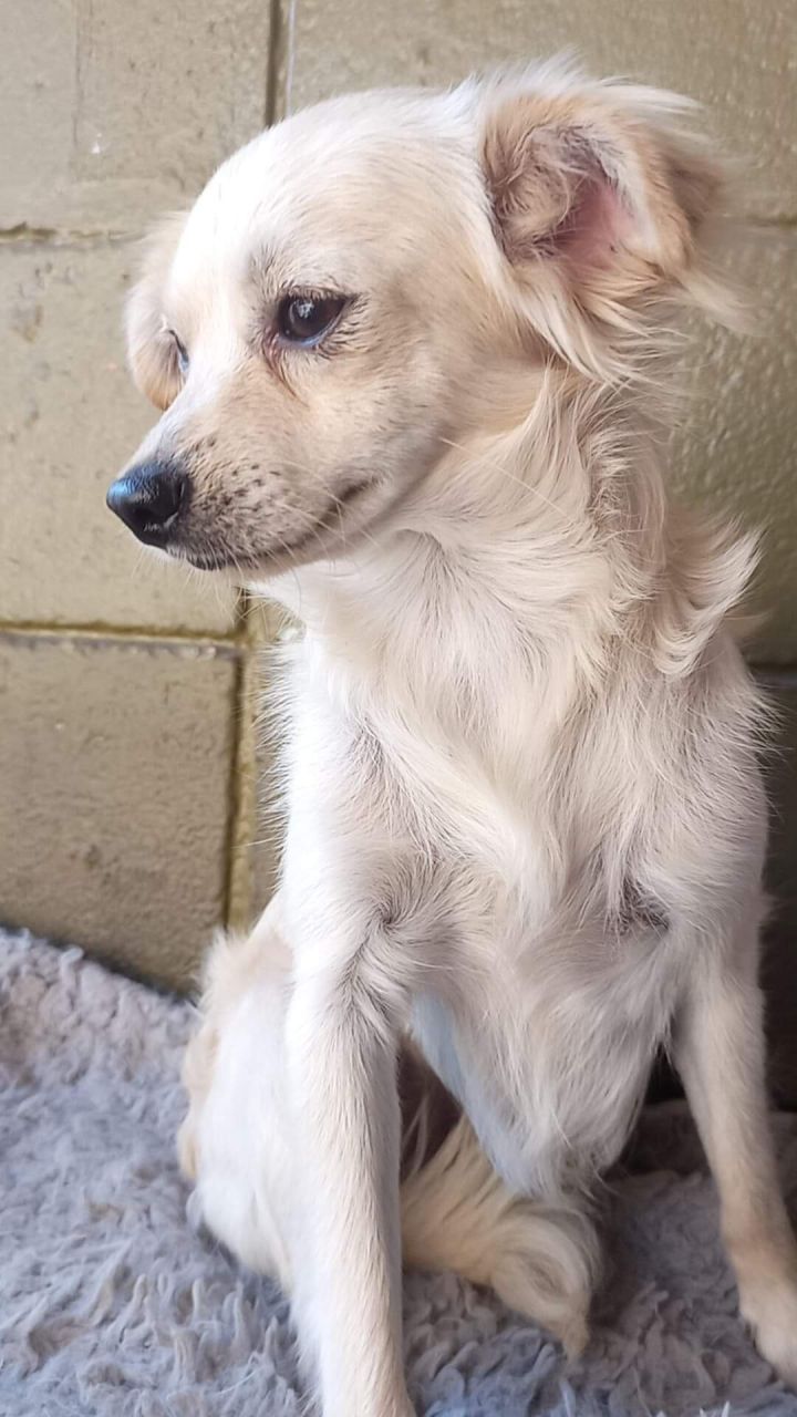 Boris, an adopted Spaniel Mix in San Diego, CA_image-4