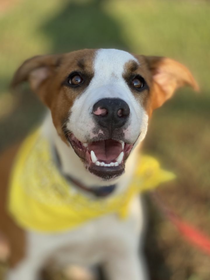 Dog for adoption - Mo, an Australian Shepherd & Black Mouth Cur Mix in ...