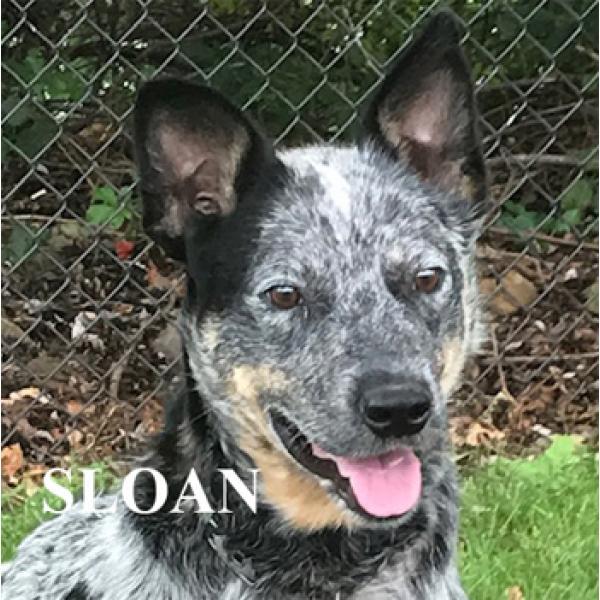 Sloan, an adoptable Australian Cattle Dog / Blue Heeler in Warren, PA, 16365 | Photo Image 1