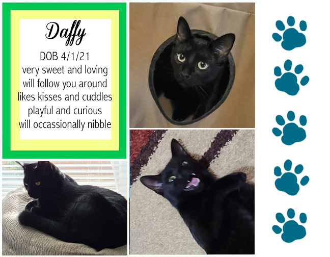 Daffy, an adoptable Domestic Short Hair in Longview, TX, 75608 | Photo Image 1