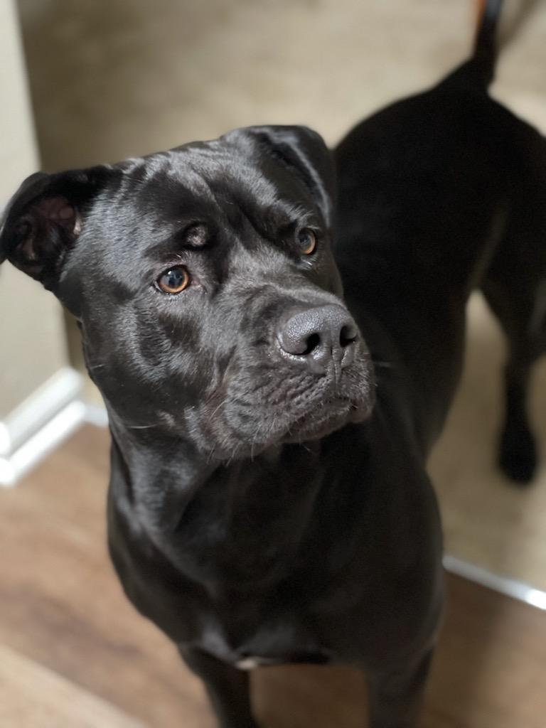 english bulldog mix with lab