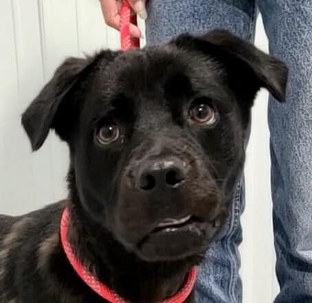 Milepæl jern Hospital Dog for adoption - Henry, a Black Labrador Retriever & Chow Chow Mix in  Hoopeston, IL | Petfinder