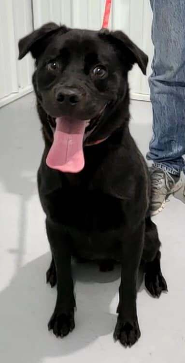 Henry, an adoptable Black Labrador Retriever, Chow Chow in Hoopeston, IL, 60942 | Photo Image 2