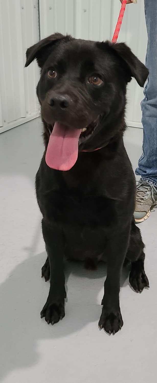 Henry, an adoptable Black Labrador Retriever, Chow Chow in Hoopeston, IL, 60942 | Photo Image 4
