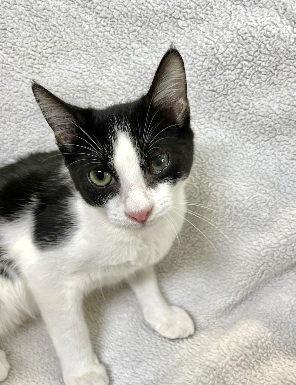 McCoy, an adoptable Domestic Short Hair in Margate, FL, 33068 | Photo Image 1