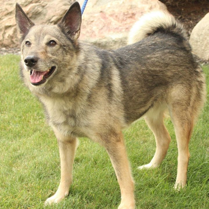 Dog for adoption - Max, a Norwegian Elkhound & Keeshond Mix in Eaton ...