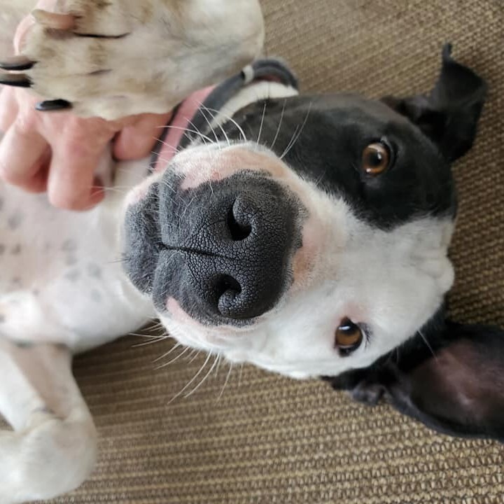 Maggie 4