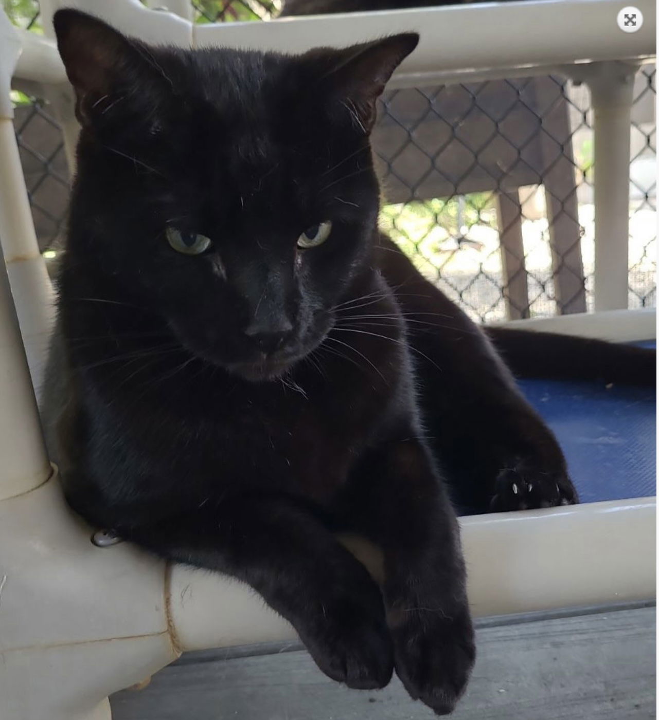 Haroon, an adoptable American Shorthair in Naples, FL, 34116 | Photo Image 1