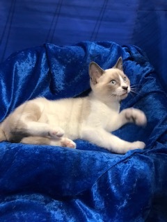 Higgins, an adoptable Ragdoll, Siamese in Gainesville, FL, 32614 | Photo Image 1