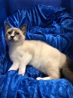 Higgins, an adoptable Ragdoll, Siamese in Gainesville, FL, 32614 | Photo Image 2