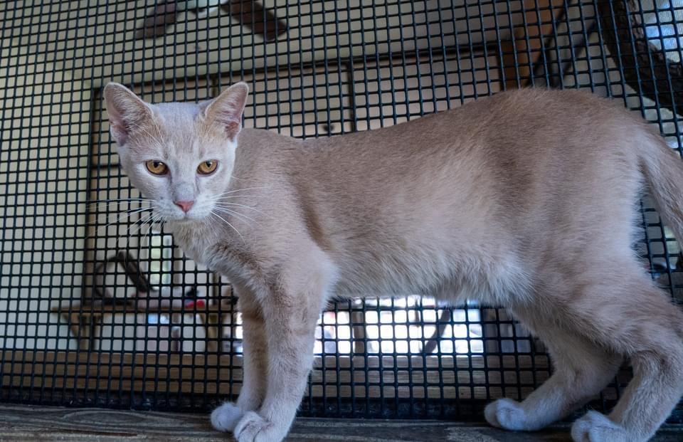 Dakota Fanning, an adoptable American Shorthair in Fulton, TX, 78358 | Photo Image 4