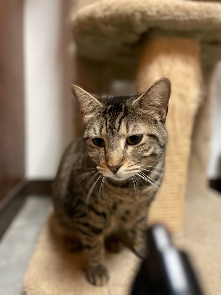 Valentina, an adoptable American Shorthair in Fulton, TX, 78358 | Photo Image 1