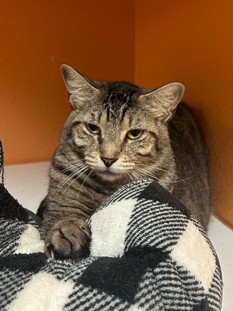 Valentina, an adoptable American Shorthair in Fulton, TX, 78358 | Photo Image 1