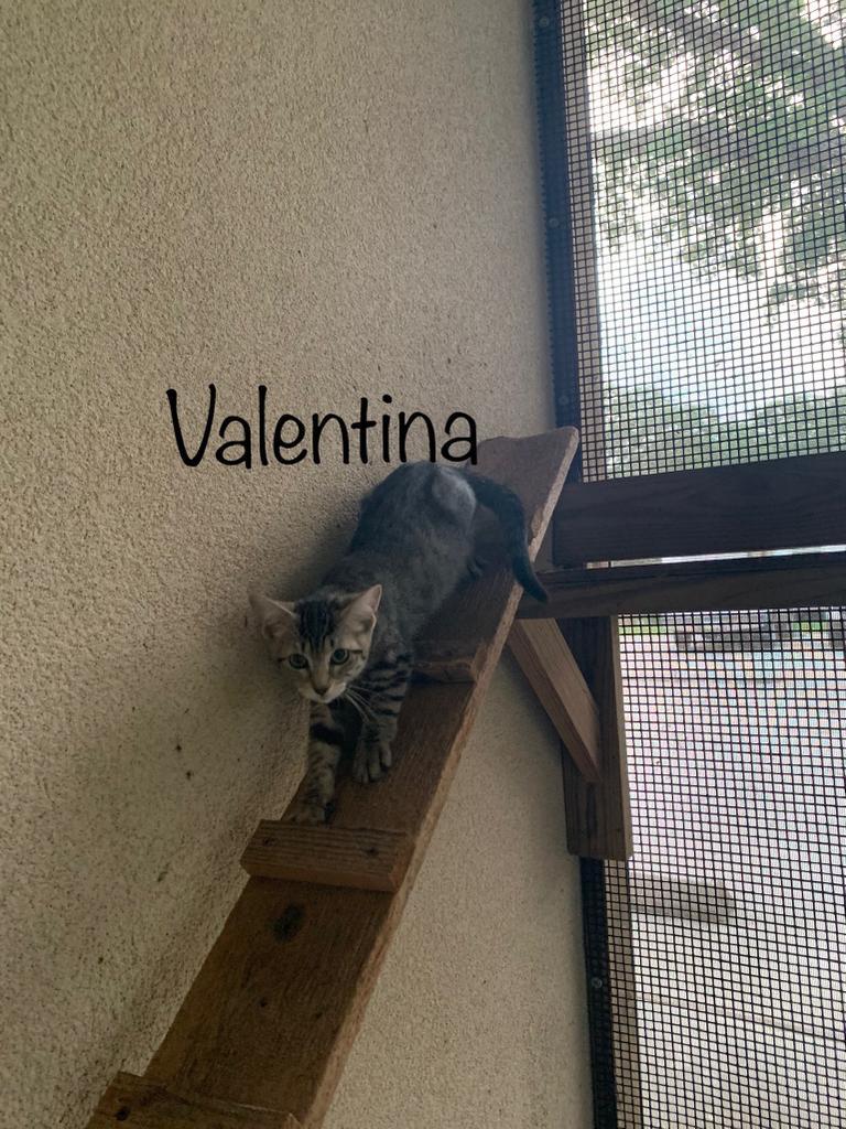 Valentina, an adoptable American Shorthair in Fulton, TX, 78358 | Photo Image 2