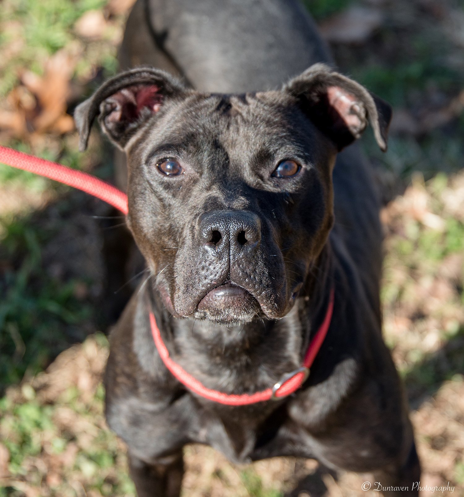 Sophie, an adoptable Pit Bull Terrier, Great Dane in Sparta, TN, 38583 | Photo Image 1