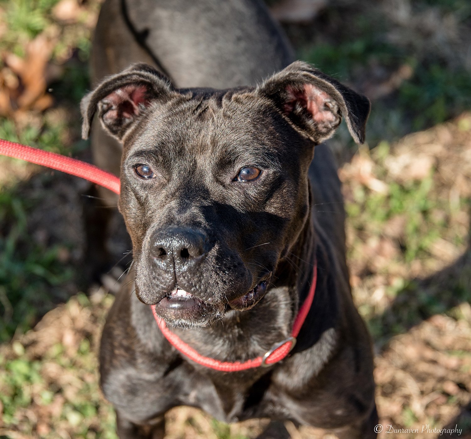 Sophie, an adoptable Pit Bull Terrier, Great Dane in Sparta, TN, 38583 | Photo Image 2