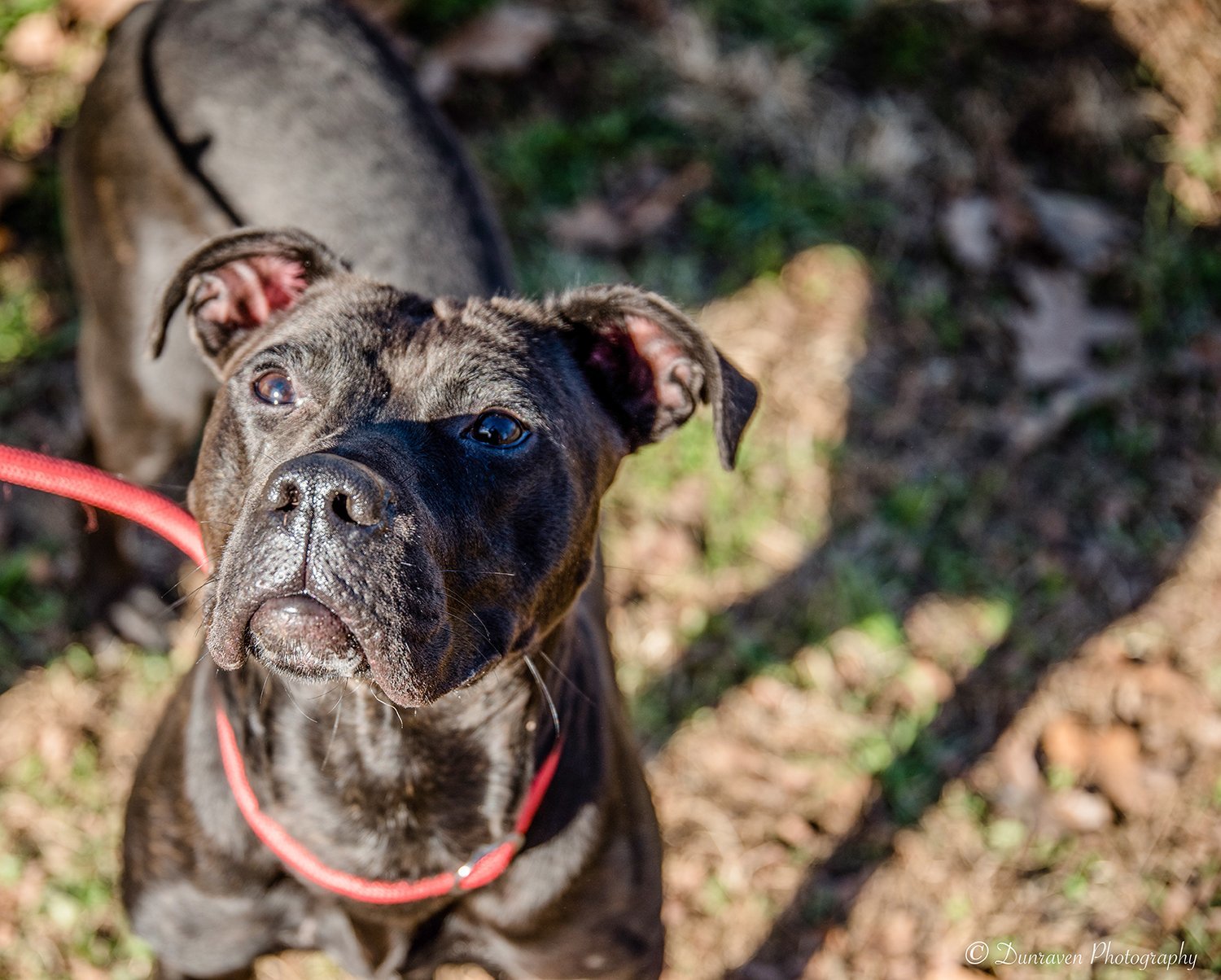 Sophie, an adoptable Pit Bull Terrier, Great Dane in Sparta, TN, 38583 | Photo Image 3